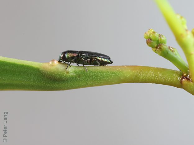 Neocuris pauperata, PL2152, on Acacia retinodes, NL